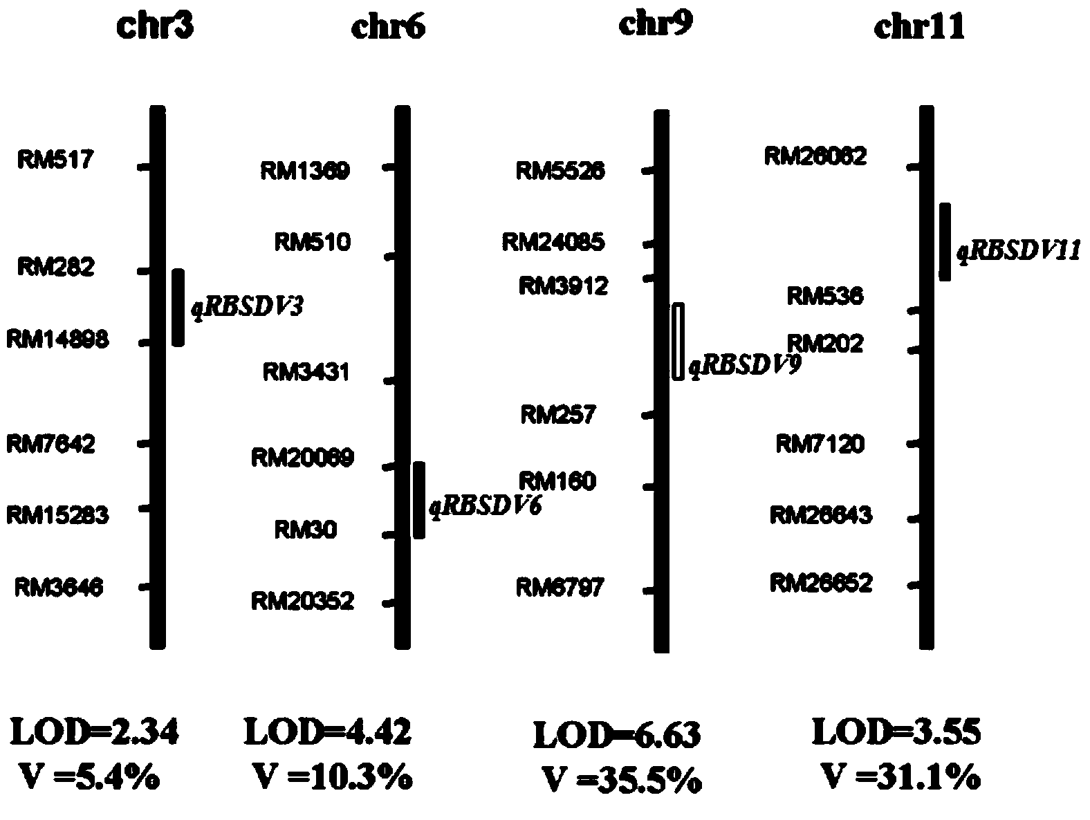 Rice black-streaked dwarf virus (RBSDV) resistant locus qRBSDV11 of rice variety 9194 and molecular marker method thereof