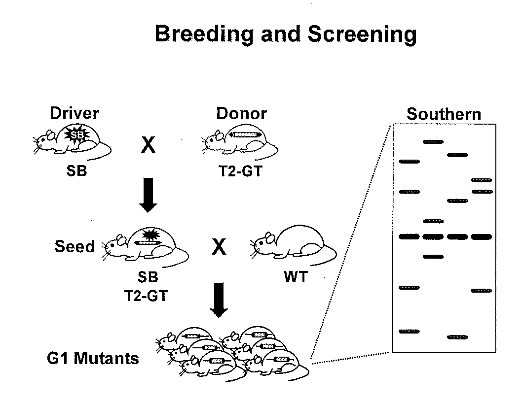 Genetically Modified Rat Models for Pain