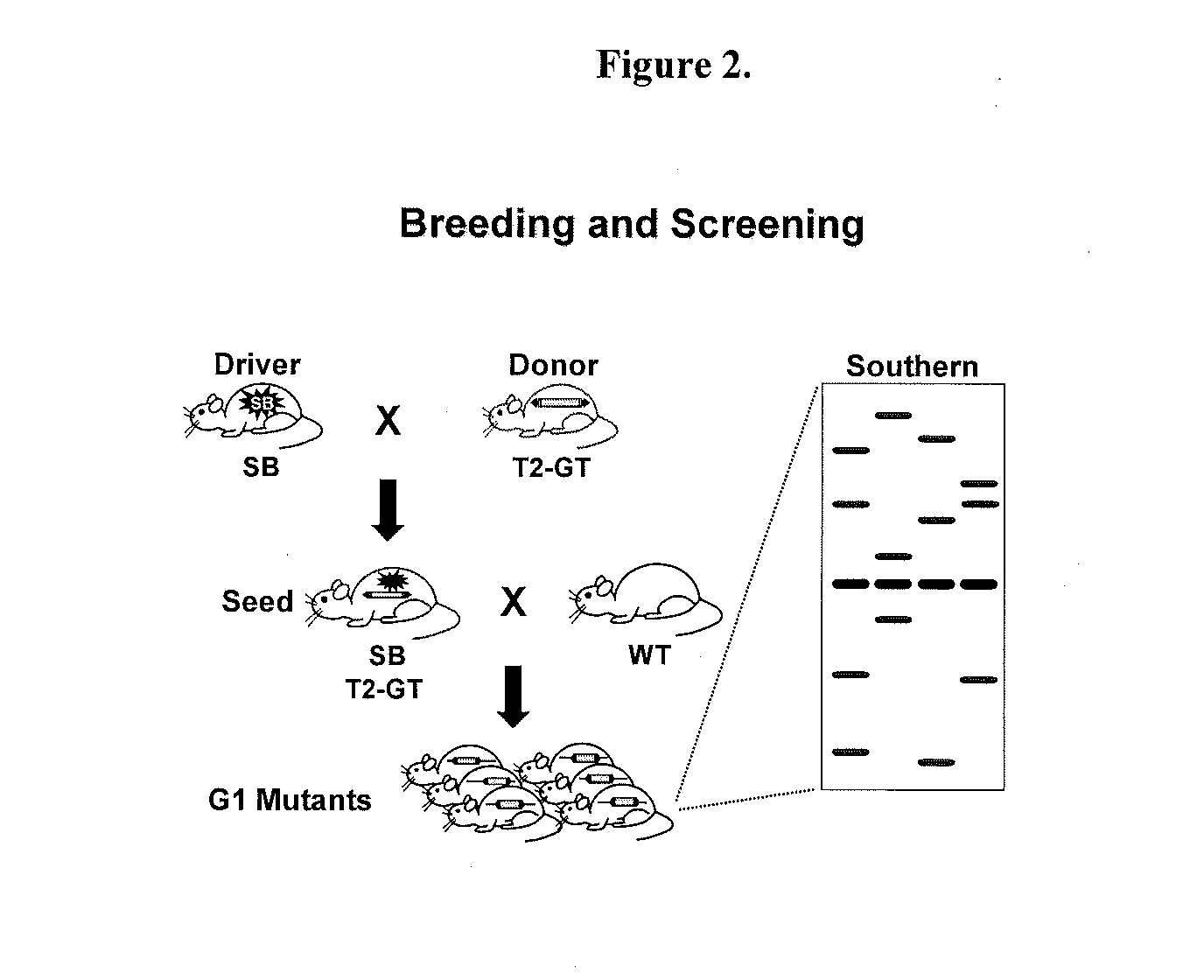 Genetically Modified Rat Models for Pain