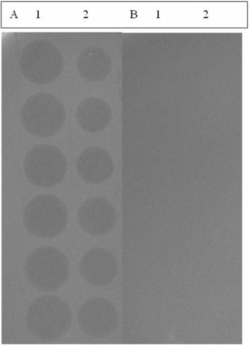 Broad-spectrum antiphage escherichia coli BL21(DE3)-PR and application thereof