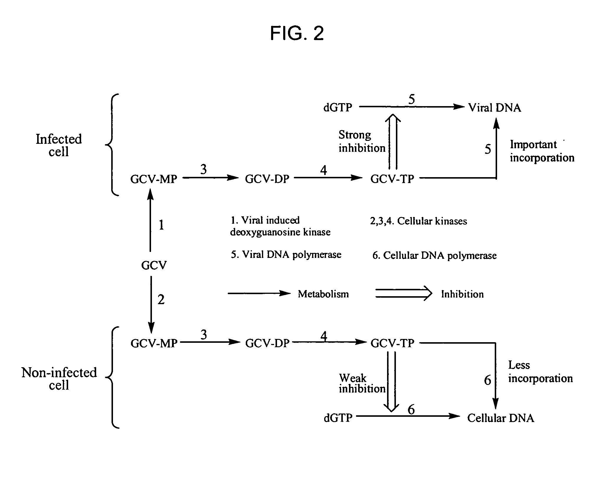 Bicyclic carbohydrate compounds useful in the treatment of infections caused by herpesviridae