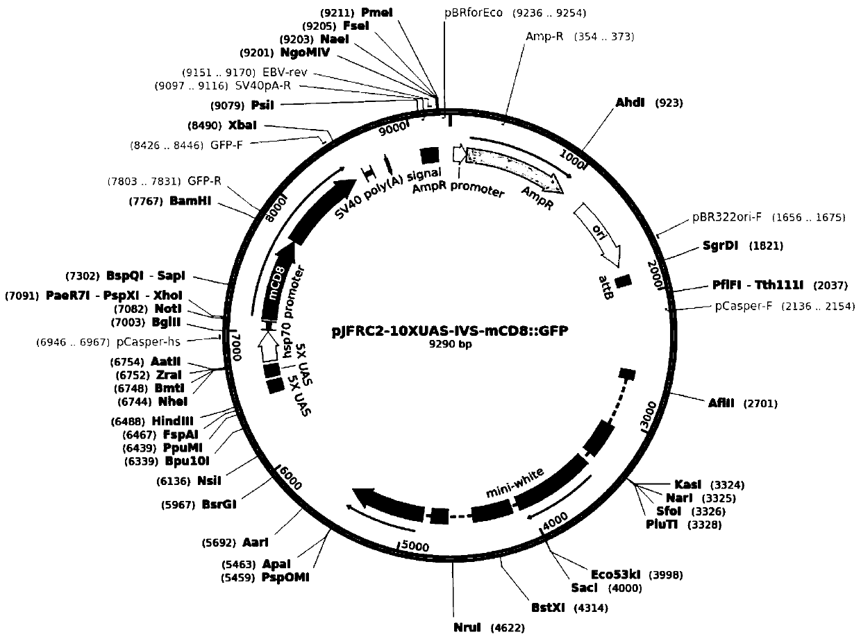 Preparation of fruit flies having modified nilaparvata lugens CYP6ER1 gene, and application of fruit flies to pesticide screening