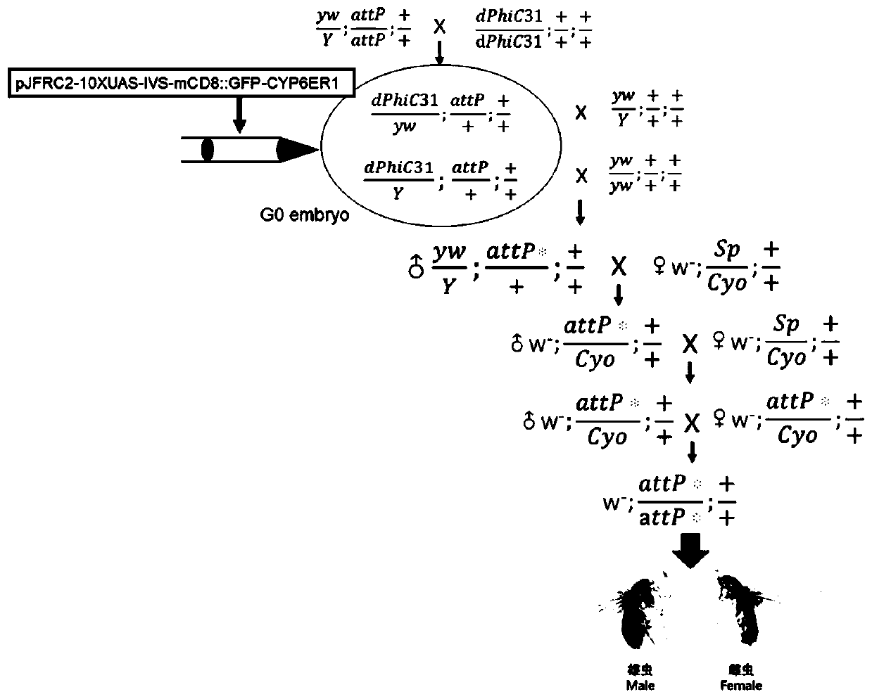 Preparation of fruit flies having modified nilaparvata lugens CYP6ER1 gene, and application of fruit flies to pesticide screening