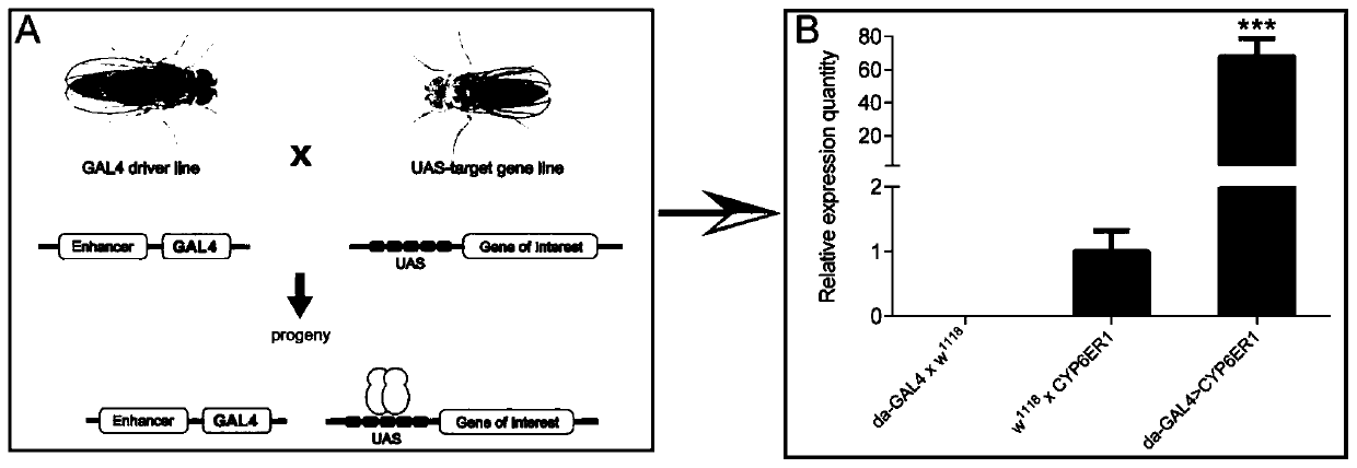 Preparation of fruit flies having modified nilaparvata lugens CYP6ER1 gene, and application of fruit flies to pesticide screening