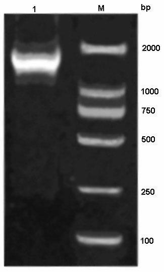 Norovirus RNA fragment-containing pseudoviral particle and preparation method thereof