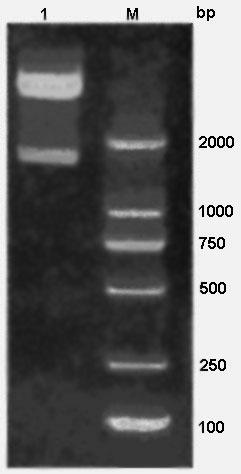 Norovirus RNA fragment-containing pseudoviral particle and preparation method thereof