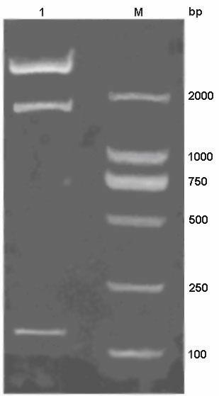 Norovirus RNA fragment-containing pseudoviral particle and preparation method thereof