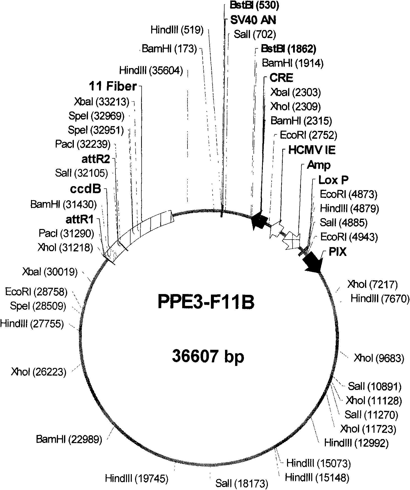 Foreign gene-carrying recombinant virus vector efficiently produced in packaging cell and construction method and application thereof