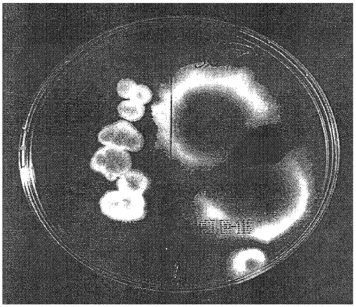 Phototherapy based method for treating pathogens and composition for effecting same