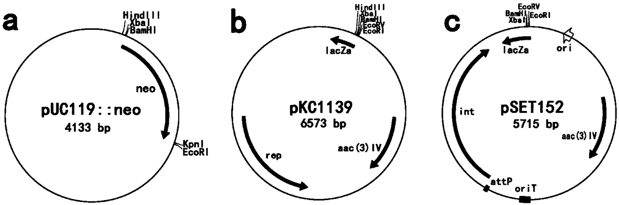 Milbemycin synthetic positive-regulation gene kelR, encoding protein and genetically engineered bacterium and preparation method and application thereof