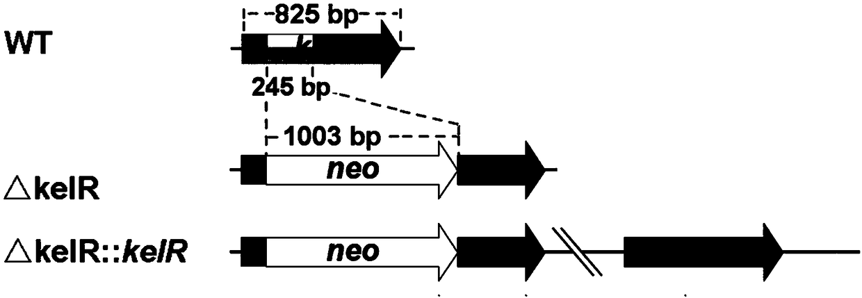 Milbemycin synthetic positive-regulation gene kelR, encoding protein and genetically engineered bacterium and preparation method and application thereof