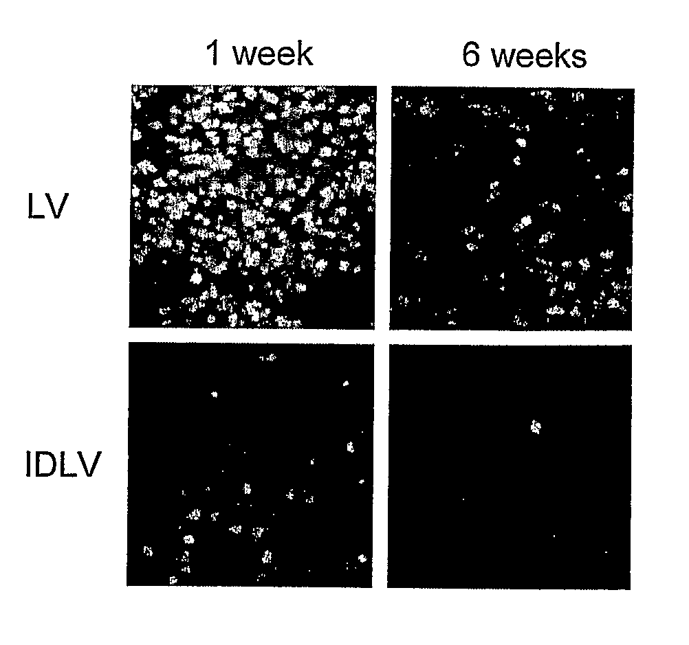 Gene vector for inducing transgene-specific immune tolerance