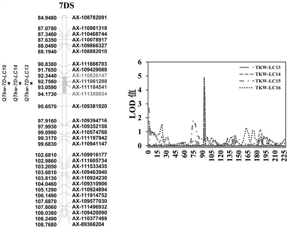 Insertion and deletion site detection marker related to thousand seed weight of wheat and application of marker