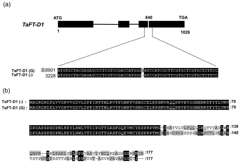 Insertion and deletion site detection marker related to thousand seed weight of wheat and application of marker