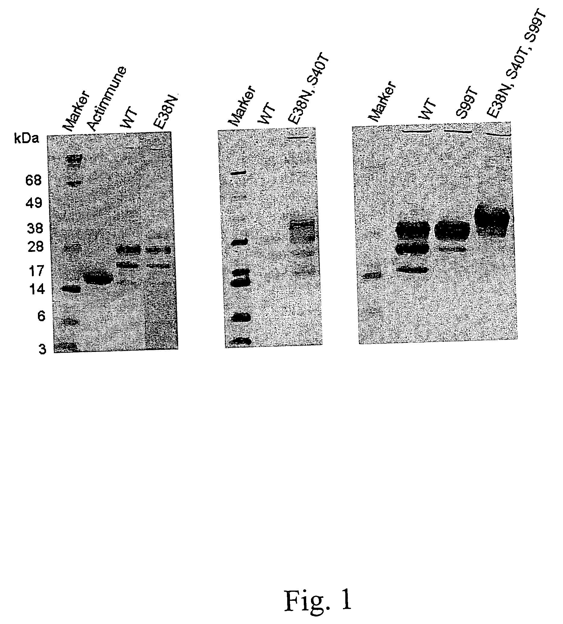 Polynucleotides encoding interferon gamma peptide variants