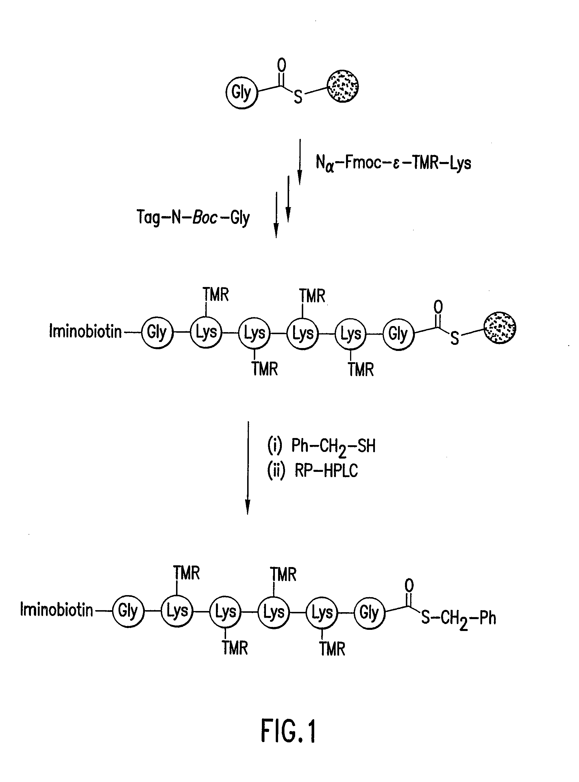 Highly Homogeneous Molecular Markers for Electrophoresis