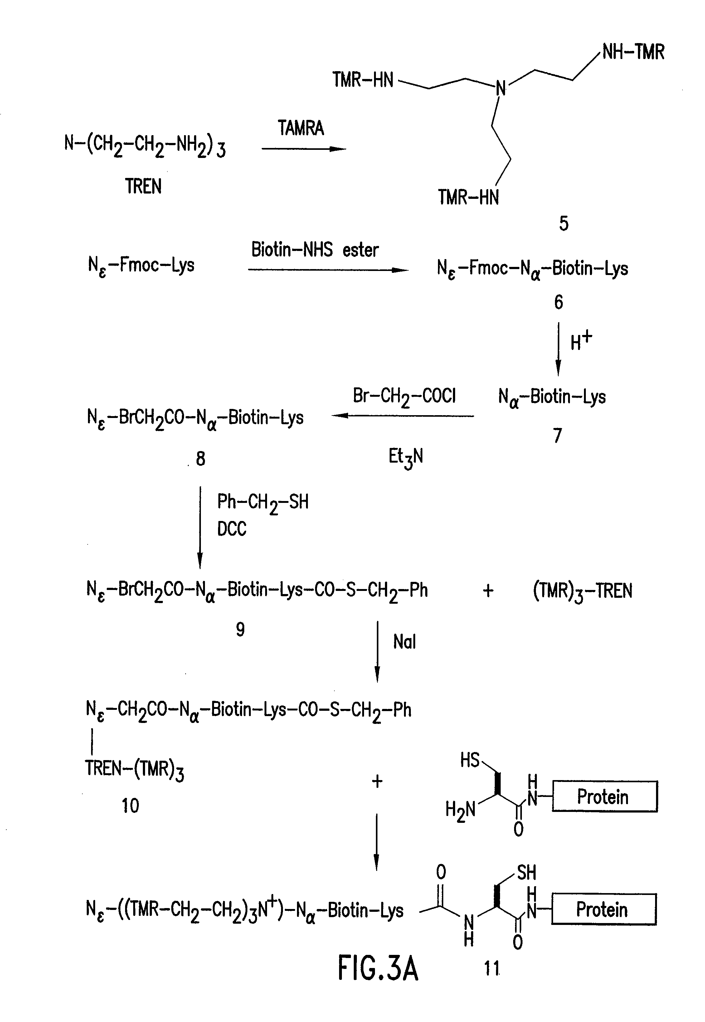 Highly Homogeneous Molecular Markers for Electrophoresis