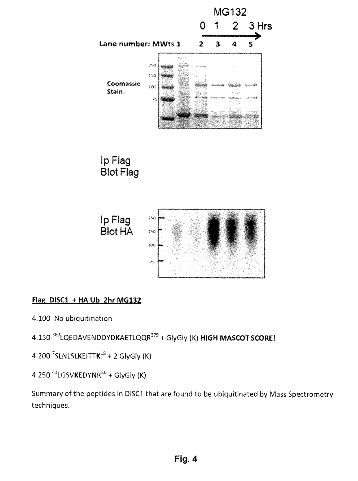 Methods for increasing DISC1 in a subject with schizophrenia or bipolar disorder by an antagonist inhibiting DISC1 binding to FBXW7