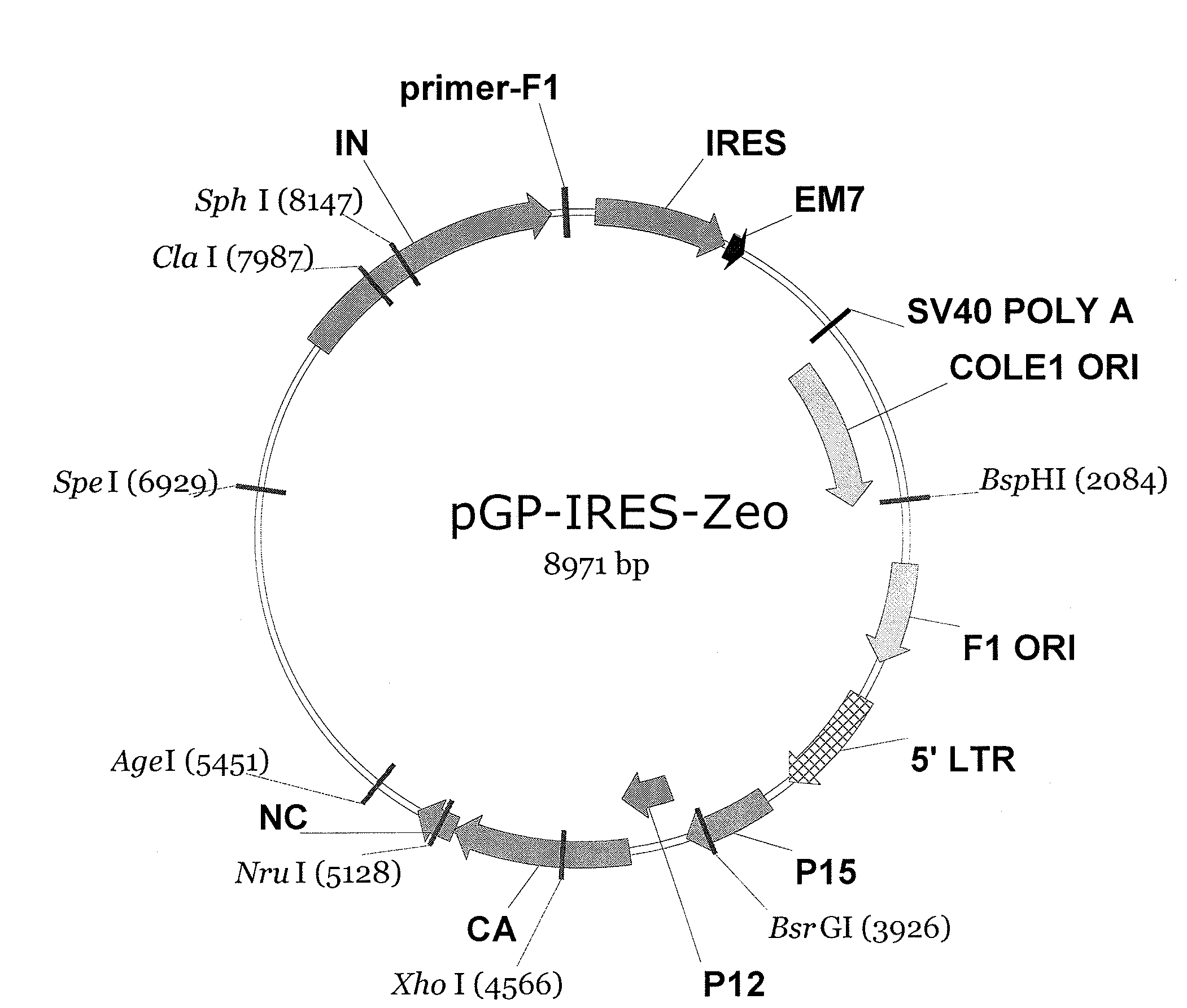 Momlv-based pseudovirion packaging cell line