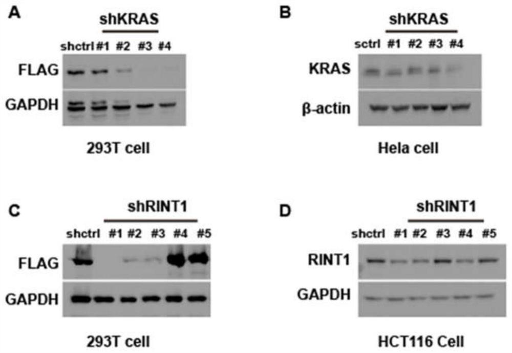 Method for rapidly identifying shRNA effectiveness