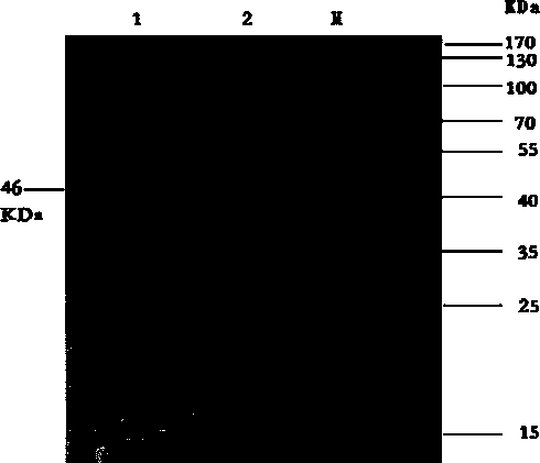 Recombined alkaline pectinase with high pH stability and specific enzyme activity and construction method thereof