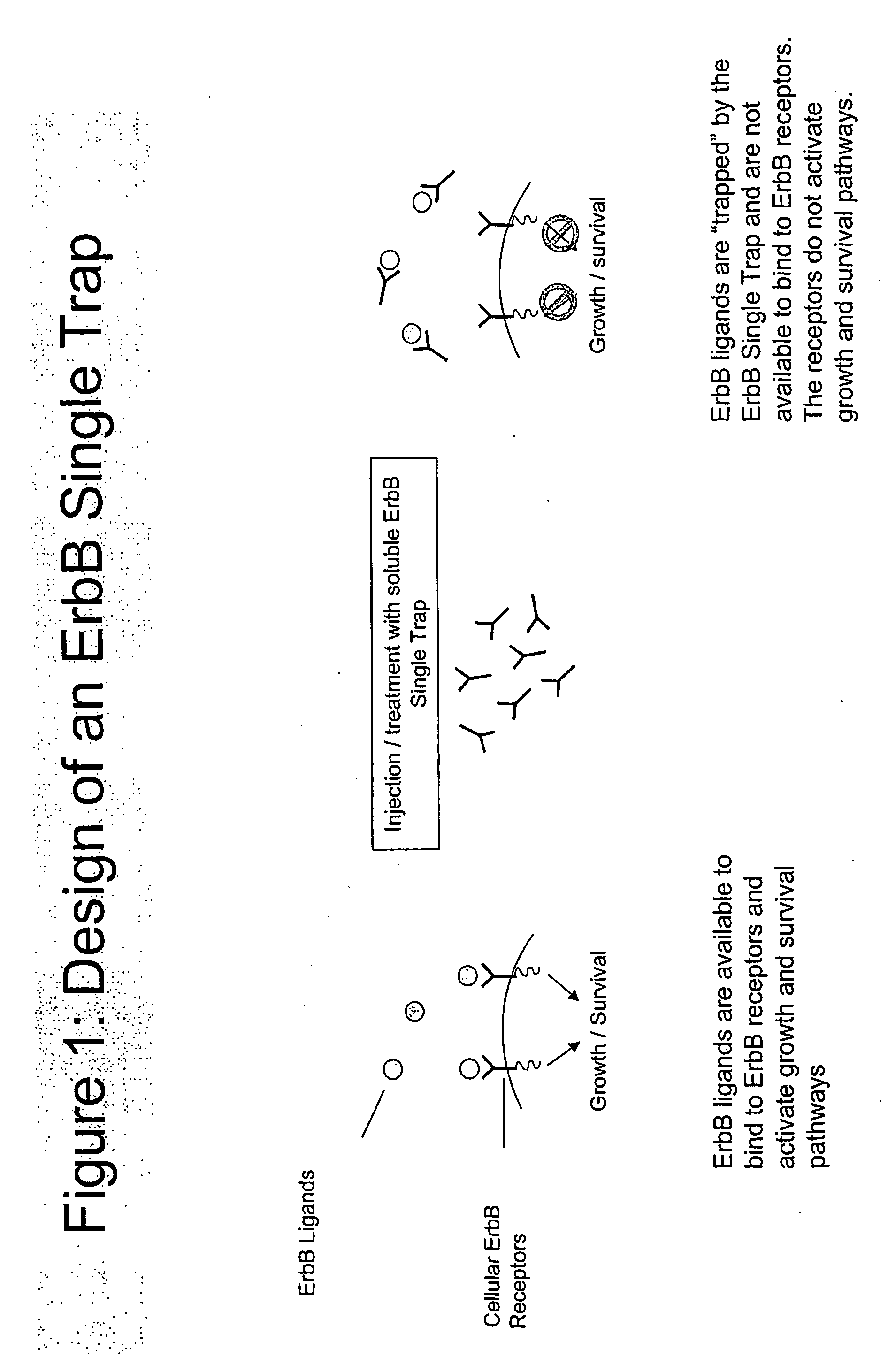 Tyrosine kinase inhibitor compositions and methods for manufacturing and using them in the treatment of disease