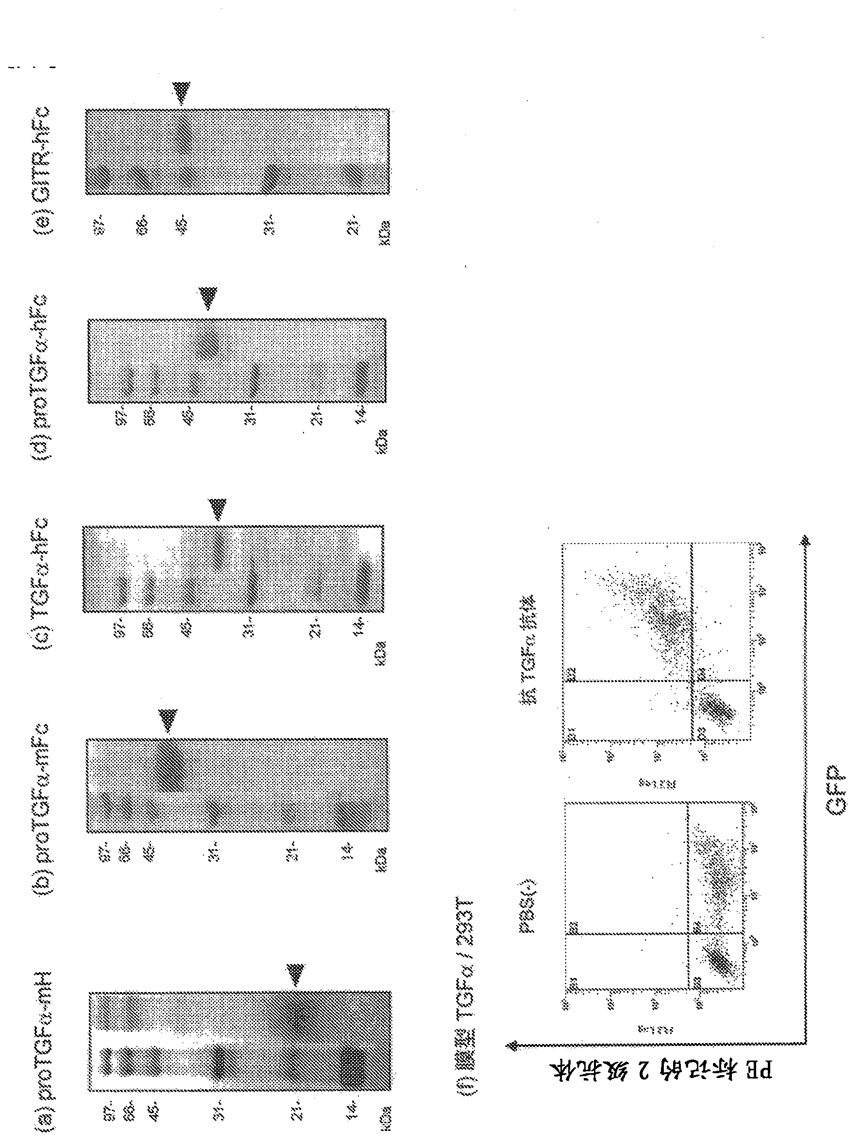 Antibody capable of binding to transforming growth factor alpha and having antiproliferative activity on cancer having Ras gene mutation