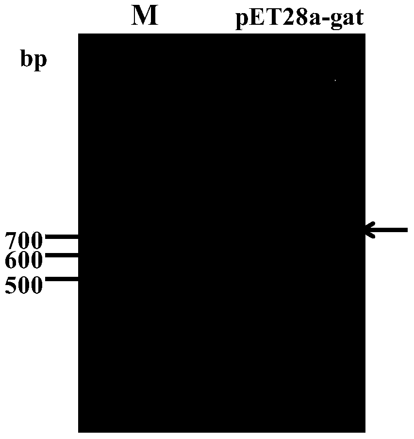 Kit for screening glyphosate N-acetyltransferase antiserum