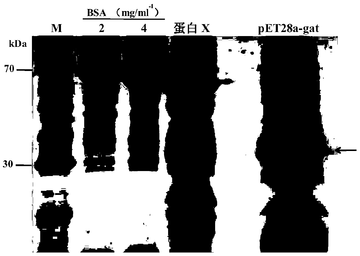 Kit for screening glyphosate N-acetyltransferase antiserum