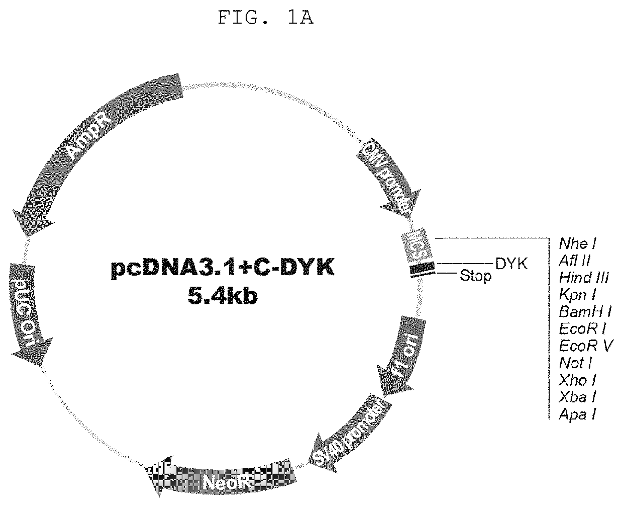 Doppel-targeting antibodies