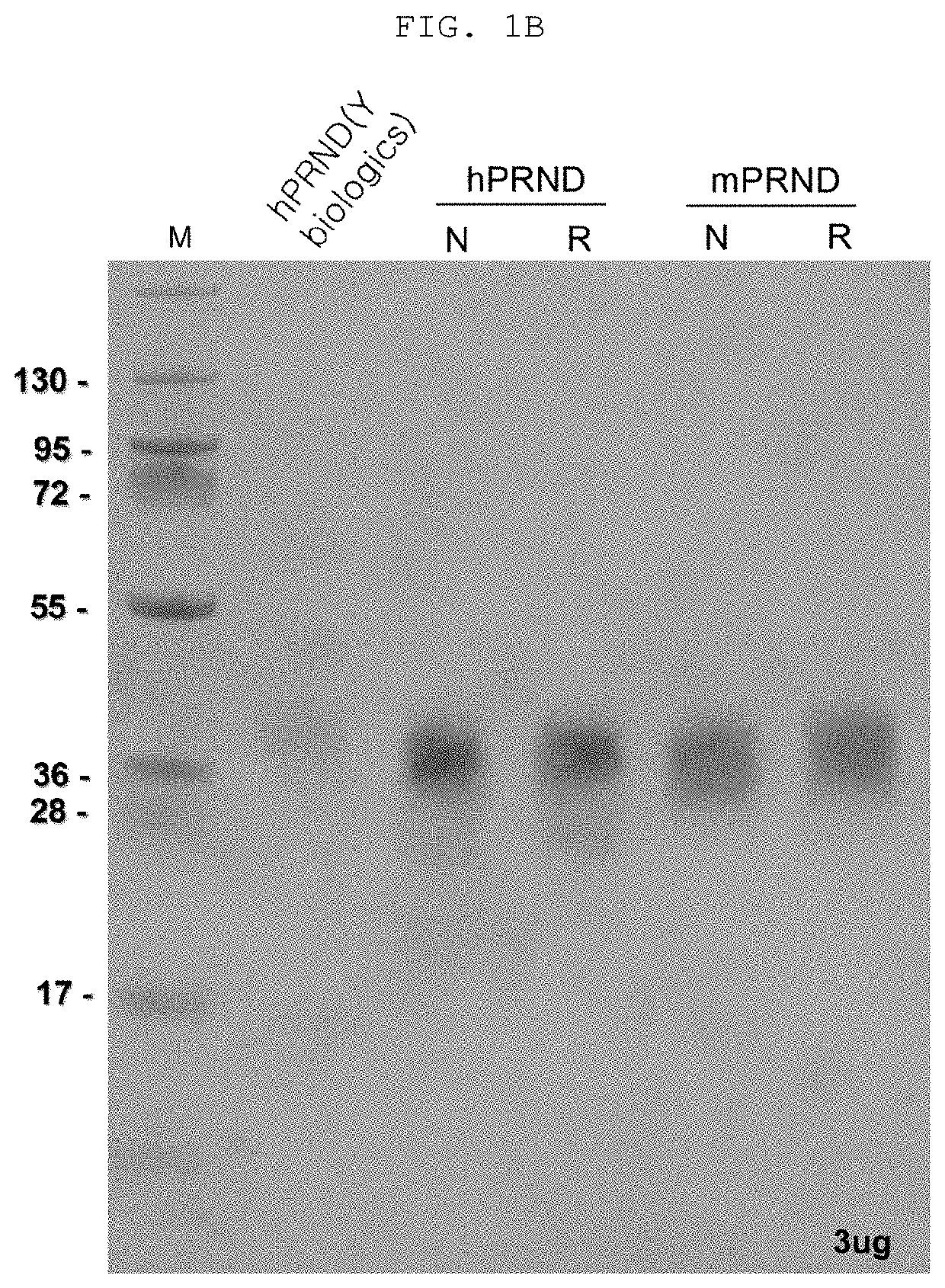 Doppel-targeting antibodies