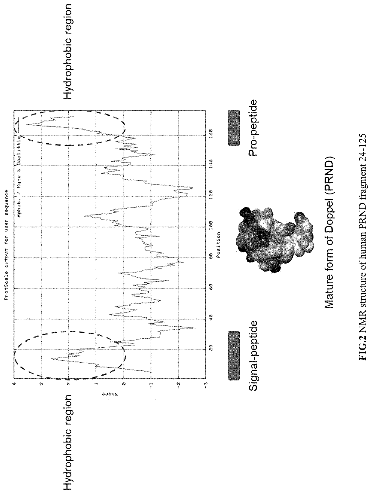 Doppel-targeting antibodies