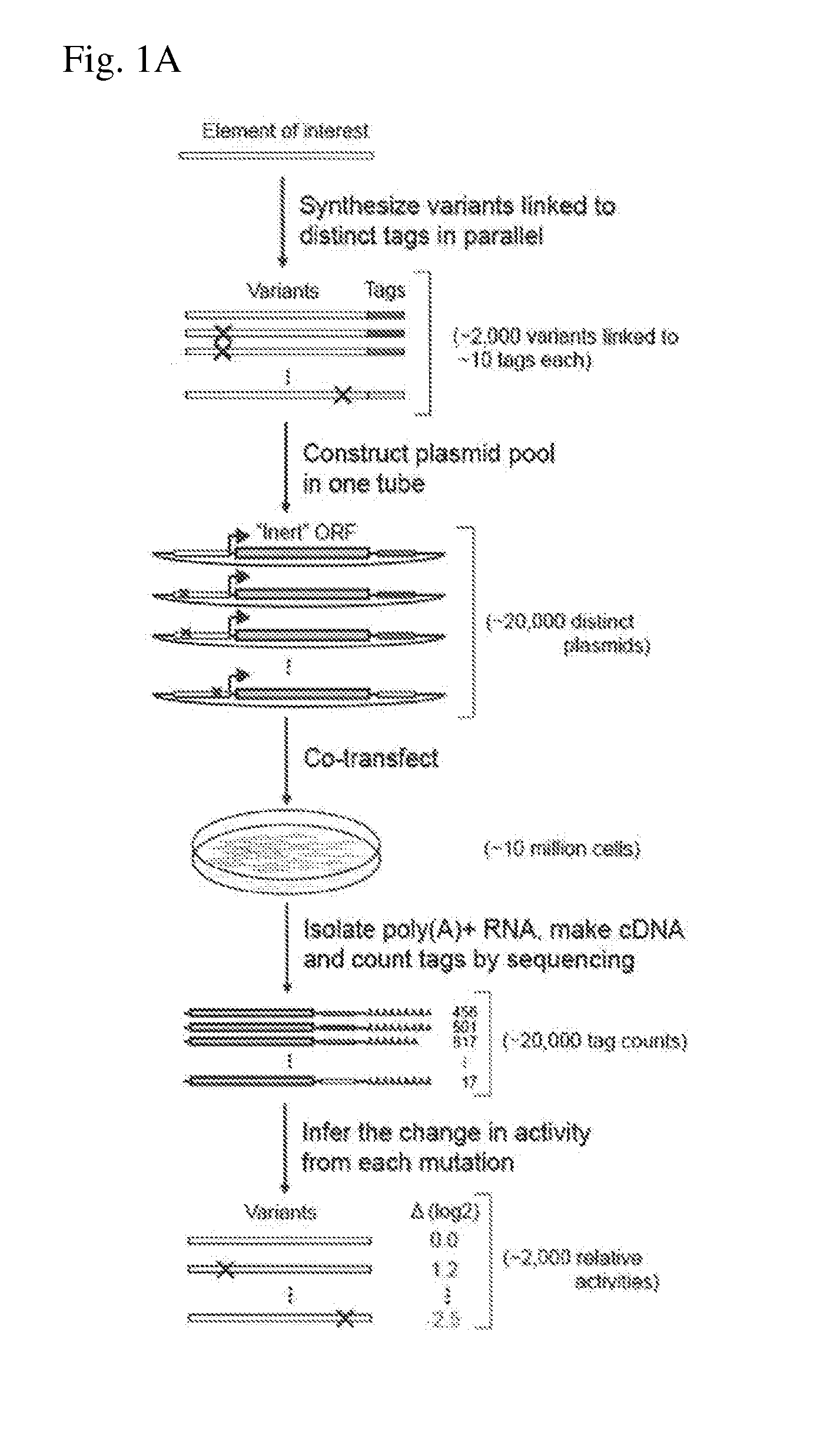 Multiplexed genetic reporter assays and compositions