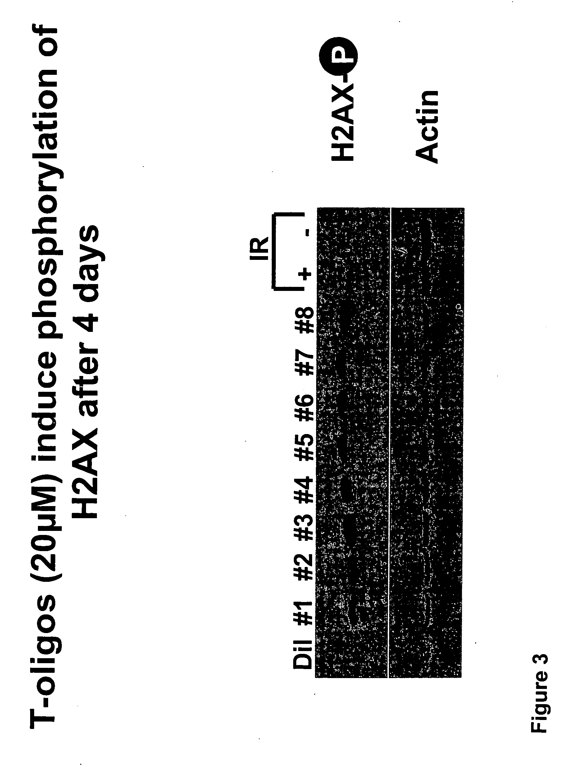 Method to inhibit cell growth using oligonucleotides