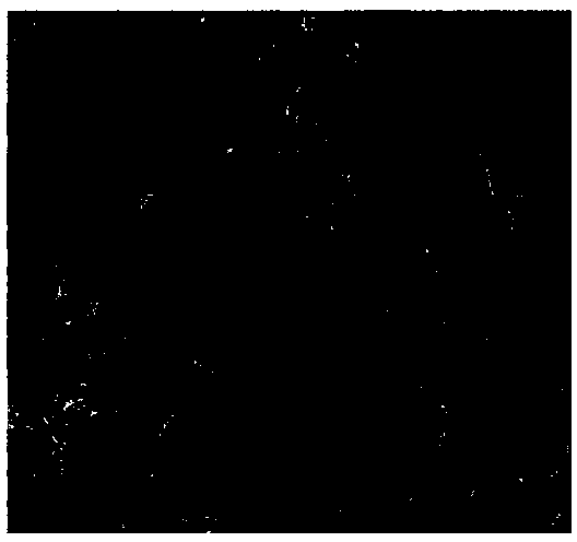 Low-porosity high-freezing-resistance gelatinizer and preparation method thereof