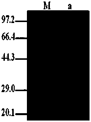 A kind of indirect ELISA detection kit and detection method for antibody of Pasteurella multocida of bovine origin