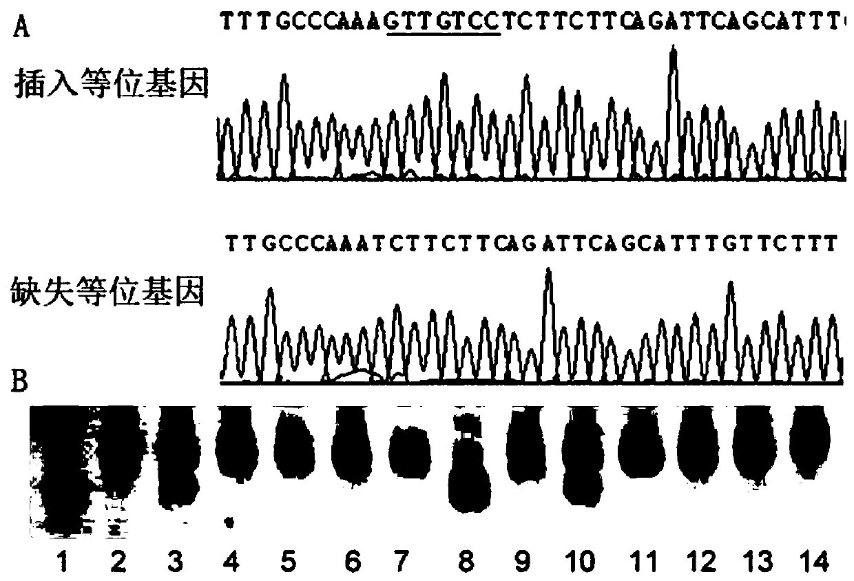 Kit for predicting susceptibility to sudden cardiac death