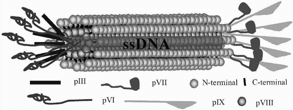 A kind of polypeptide and its application and method for covalently linking polypeptide to solid phase interface