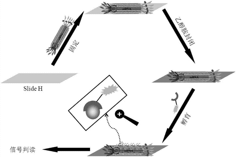 A kind of polypeptide and its application and method for covalently linking polypeptide to solid phase interface