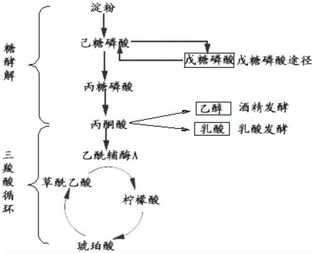 Cordyceps sinensis malate dehydrogenase a, coding gene and its application