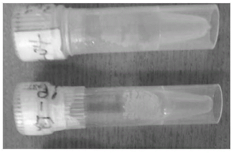 Saccharomyces cerevisiae mutant strain and application thereof