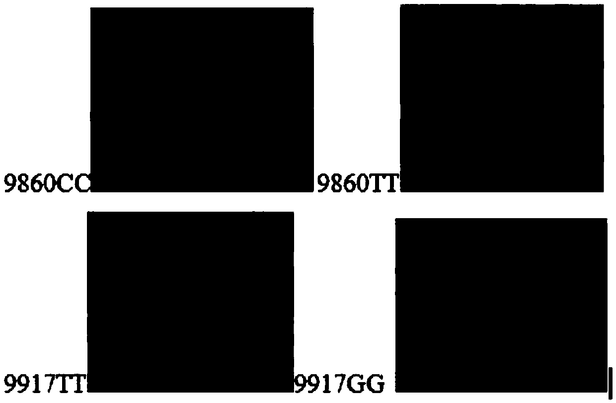 Probe set for IL28B gene polymorphism detection, gene chip and kit