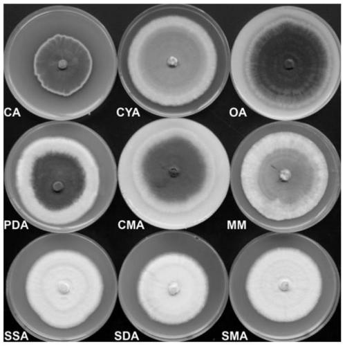 An antagonistic fungus for controlling bitter gourd wilt and its application