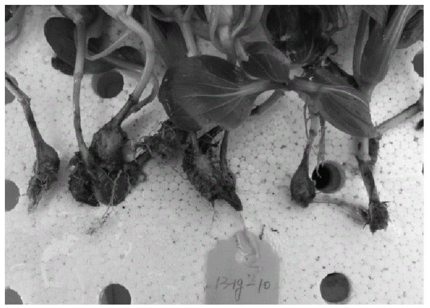 Identification method for clubroot resistance of non-heading cabbages