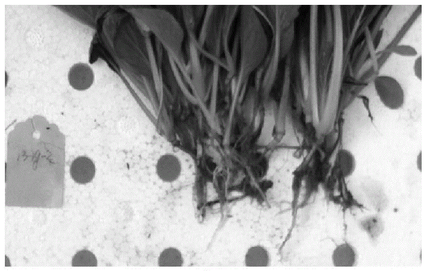 Identification method for clubroot resistance of non-heading cabbages