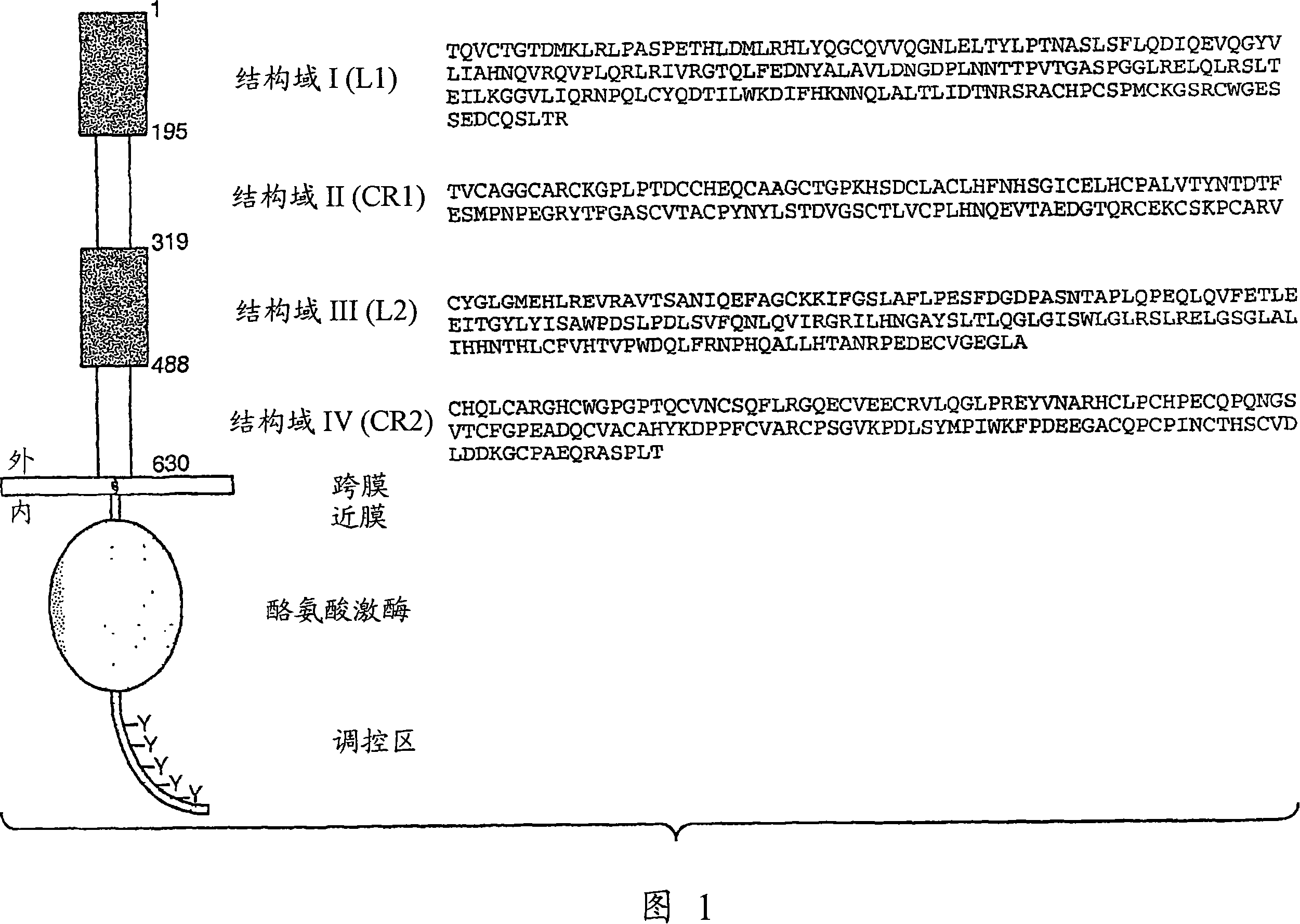 Inhibiting her2 shedding with matrix metalloprotease antagonists