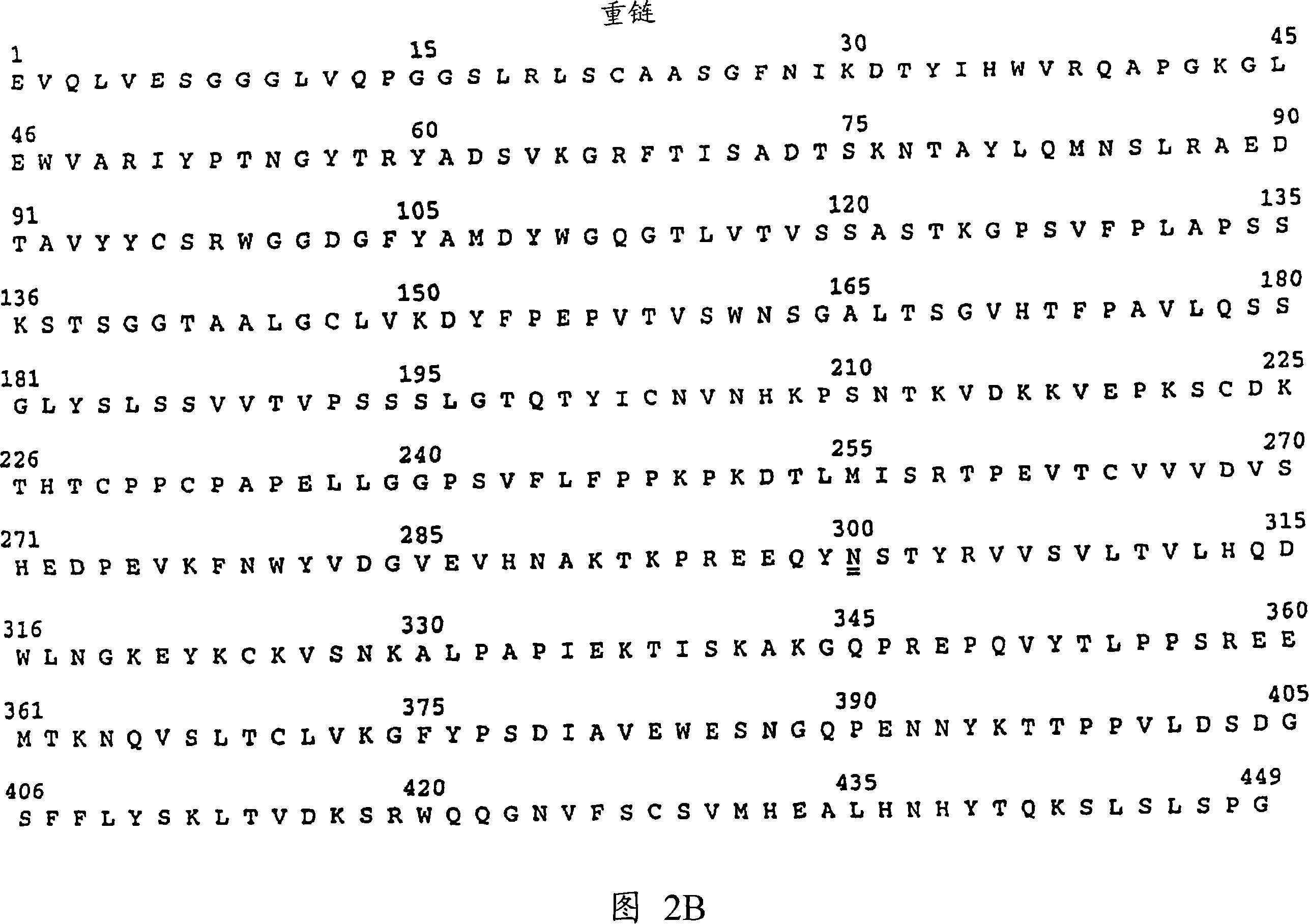 Inhibiting her2 shedding with matrix metalloprotease antagonists