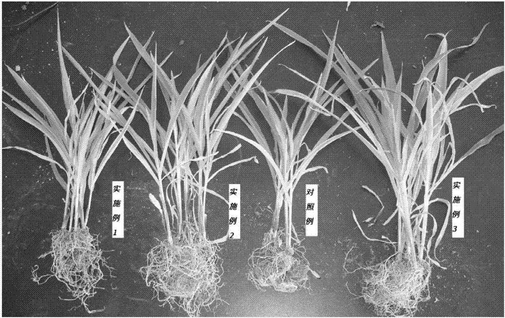 Biochar-based sand modifier and preparation method thereof