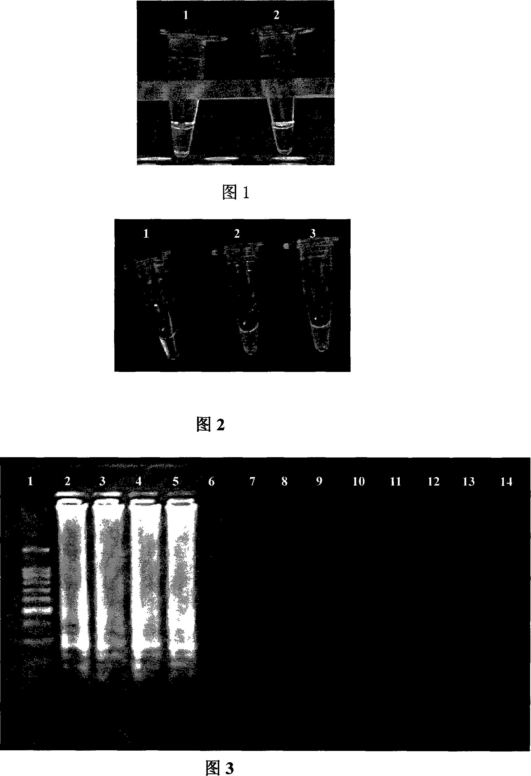 Primer, detection method and detection reagent kit for detecting salmonella