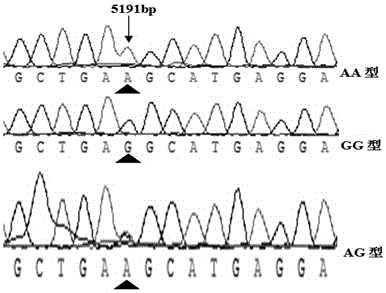 A method for detecting single nucleotide polymorphism of beef cattle ucp3 gene